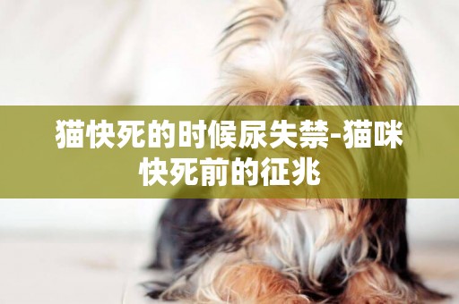 貓快死的時候尿失禁-貓咪快死前的征兆