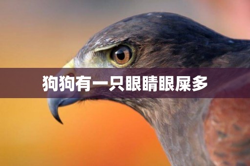 狗狗有一只眼睛眼屎多
