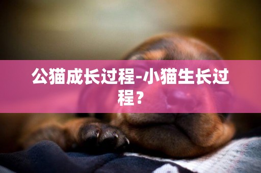 公貓成長過程-小貓生長過程？