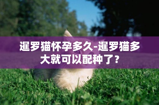 暹羅貓懷孕多久-暹羅貓多大就可以配種了？