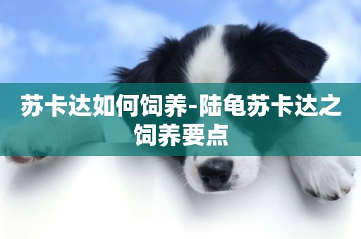 蘇卡達如何飼養-陸龜蘇卡達之飼養要點
