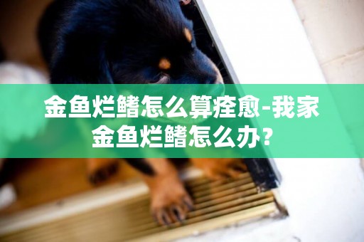 金魚爛鰭怎么算痊愈-我家金魚爛鰭怎么辦？
