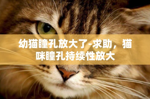 幼貓瞳孔放大了-求助，貓咪瞳孔持續性放大