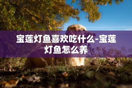 寶蓮燈魚喜歡吃什么-寶蓮燈魚怎么養