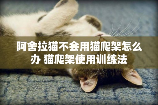 阿舍拉貓不會用貓爬架怎么辦 貓爬架使用訓練法