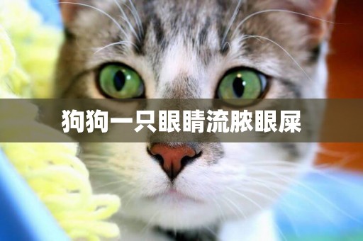 狗狗一只眼睛流膿眼屎