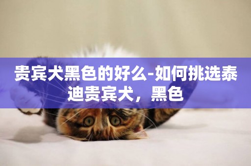 貴賓犬黑色的好么-如何挑選泰迪貴賓犬，黑色