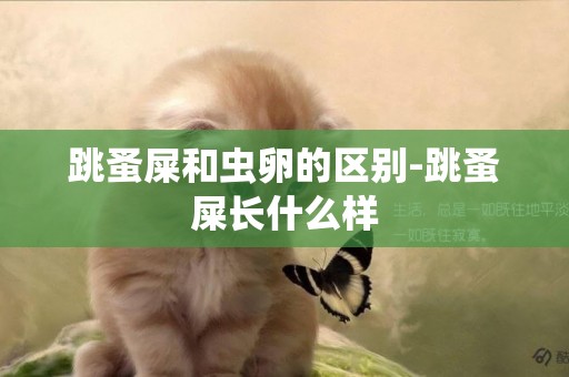 跳蚤屎和蟲卵的區別-跳蚤屎長什么樣