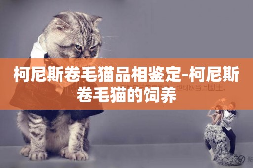 柯尼斯卷毛貓品相鑒定-柯尼斯卷毛貓的飼養