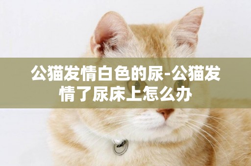 公貓發情白色的尿-公貓發情了尿床上怎么辦
