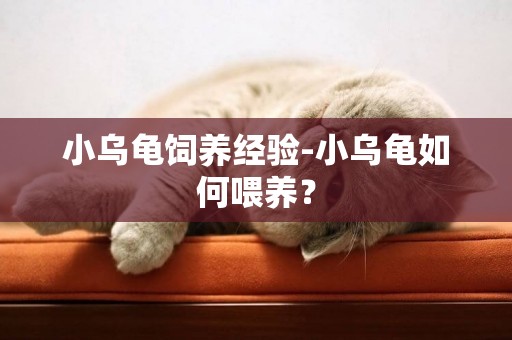 小烏龜飼養經驗-小烏龜如何喂養？