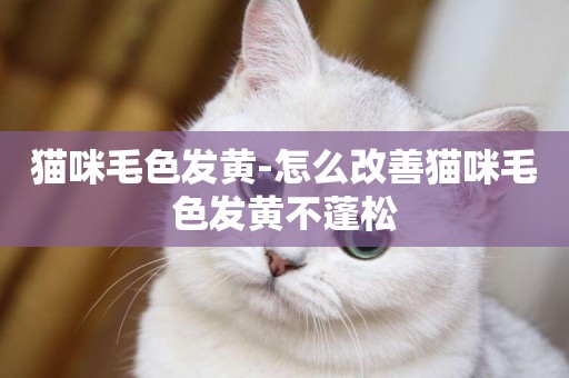 貓咪毛色發黃-怎么改善貓咪毛色發黃不蓬松