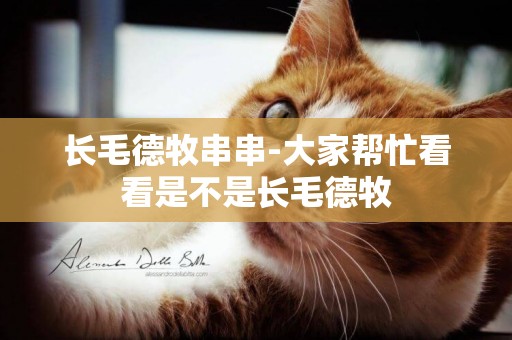 長毛德牧串串-大家幫忙看看是不是長毛德牧