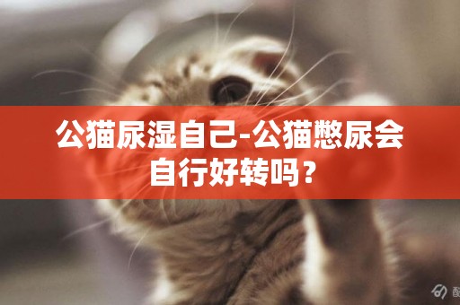 公貓尿濕自己-公貓憋尿會自行好轉嗎？