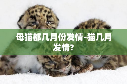 母貓都幾月份發情-貓幾月發情?