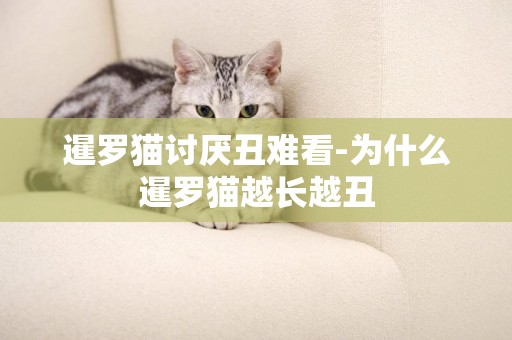 暹羅貓討厭丑難看-為什么暹羅貓越長越丑