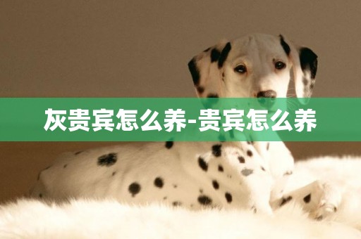 灰貴賓怎么養-貴賓怎么養