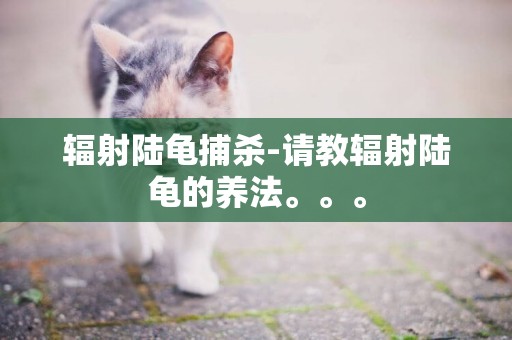 輻射陸龜捕殺-請教輻射陸龜的養法。。。
