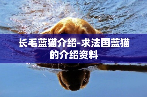 長毛藍貓介紹-求法國藍貓的介紹資料