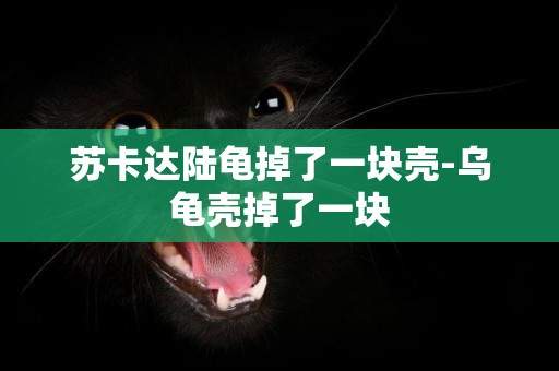蘇卡達陸龜掉了一塊殼-烏龜殼掉了一塊