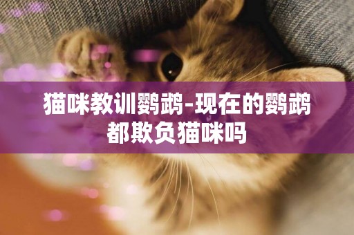 貓咪教訓鸚鵡-現在的鸚鵡都欺負貓咪嗎