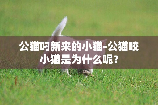 公貓叼新來的小貓-公貓咬小貓是為什么呢？