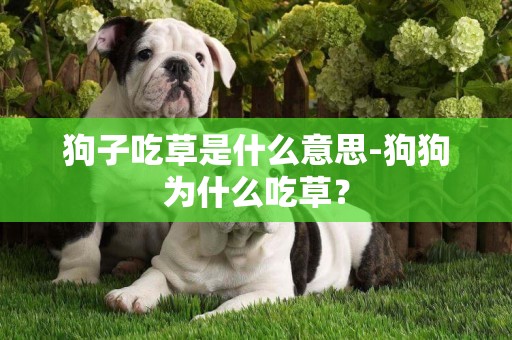 狗子吃草是什么意思-狗狗為什么吃草？