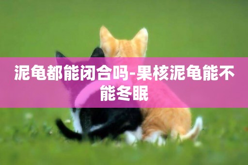泥龜都能閉合嗎-果核泥龜能不能冬眠