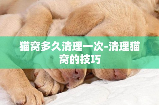 貓窩多久清理一次-清理貓窩的技巧
