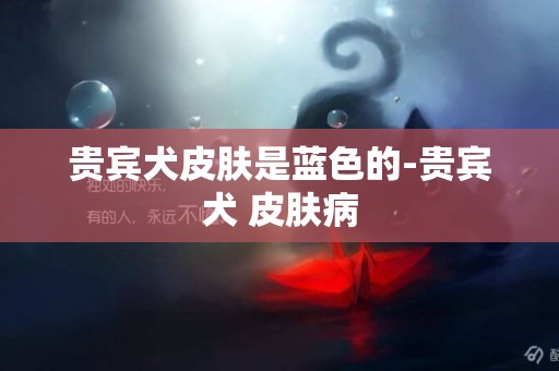 貴賓犬皮膚是藍色的-貴賓犬 皮膚病