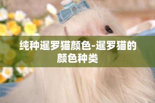 純種暹羅貓顏色-暹羅貓的顏色種類