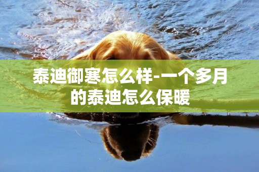 泰迪御寒怎么樣-一個多月的泰迪怎么保暖