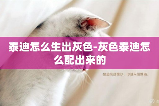泰迪怎么生出灰色-灰色泰迪怎么配出來的
