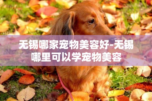 無錫哪家寵物美容好-無錫哪里可以學寵物美容