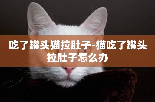吃了罐頭貓拉肚子-貓吃了罐頭拉肚子怎么辦