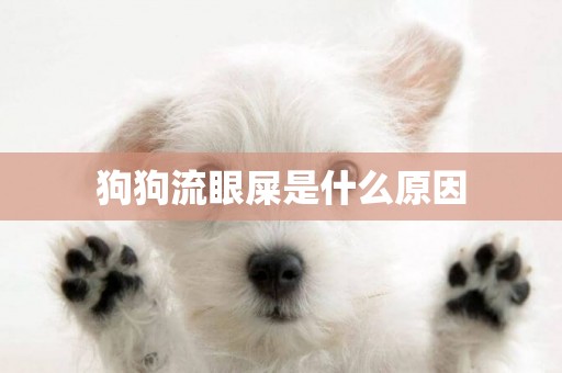 狗狗流眼屎是什么原因