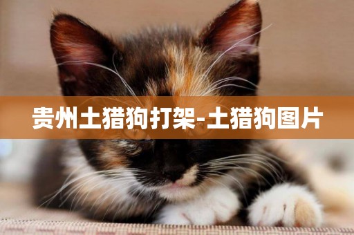 貴州土獵狗打架-土獵狗圖片