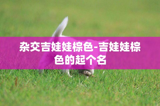 雜交吉娃娃棕色-吉娃娃棕色的起個名