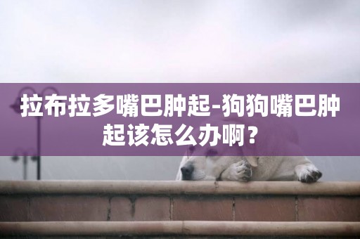 拉布拉多嘴巴腫起-狗狗嘴巴腫起該怎么辦啊？