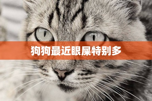 狗狗最近眼屎特別多