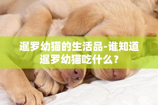 暹羅幼貓的生活品-誰知道暹羅幼貓吃什么？
