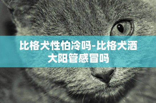 比格犬性怕冷嗎-比格犬灑大陽管感冒嗎