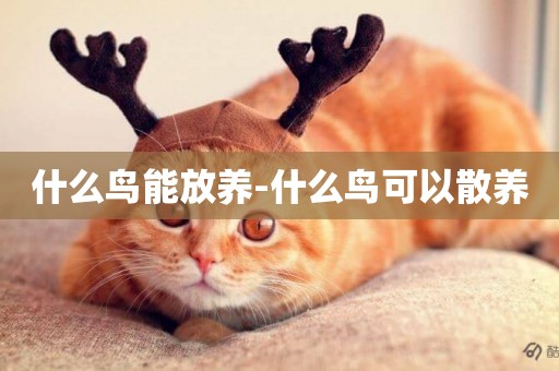 什么鳥能放養-什么鳥可以散養