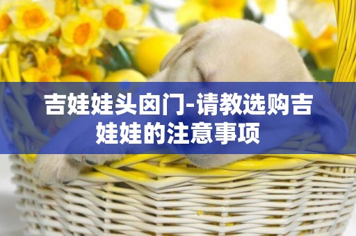 吉娃娃頭囟門-請教選購吉娃娃的注意事項