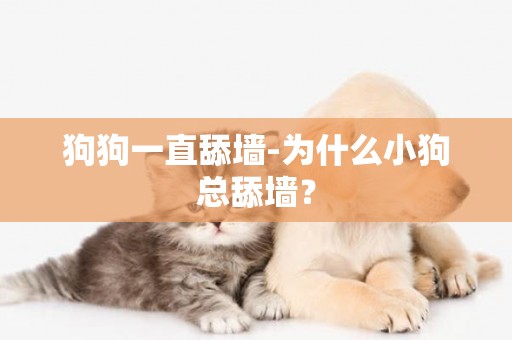狗狗一直舔墻-為什么小狗總舔墻？