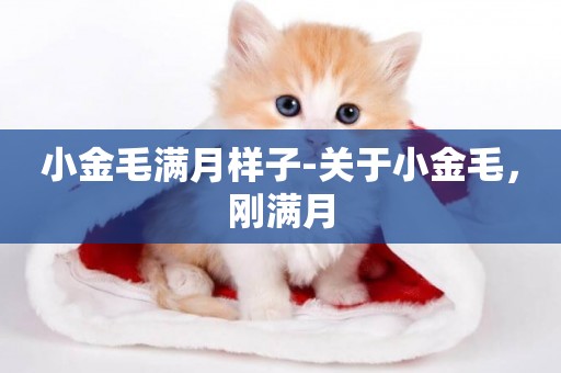 小金毛滿月樣子-關于小金毛，剛滿月