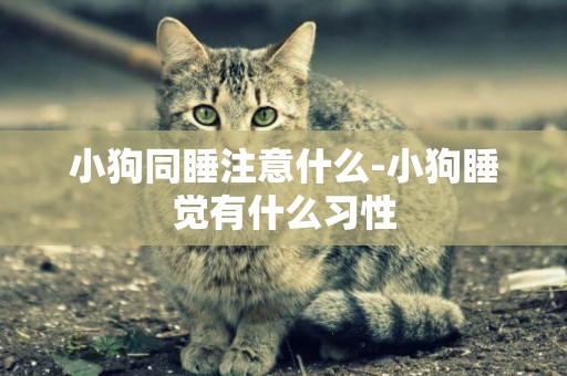 小狗同睡注意什么-小狗睡覺有什么習性