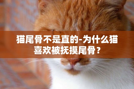 貓尾骨不是直的-為什么貓喜歡被撫摸尾骨？