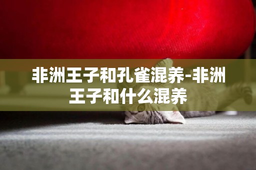 非洲王子和孔雀混養-非洲王子和什么混養