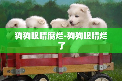 狗狗眼睛腐爛-狗狗眼睛爛了